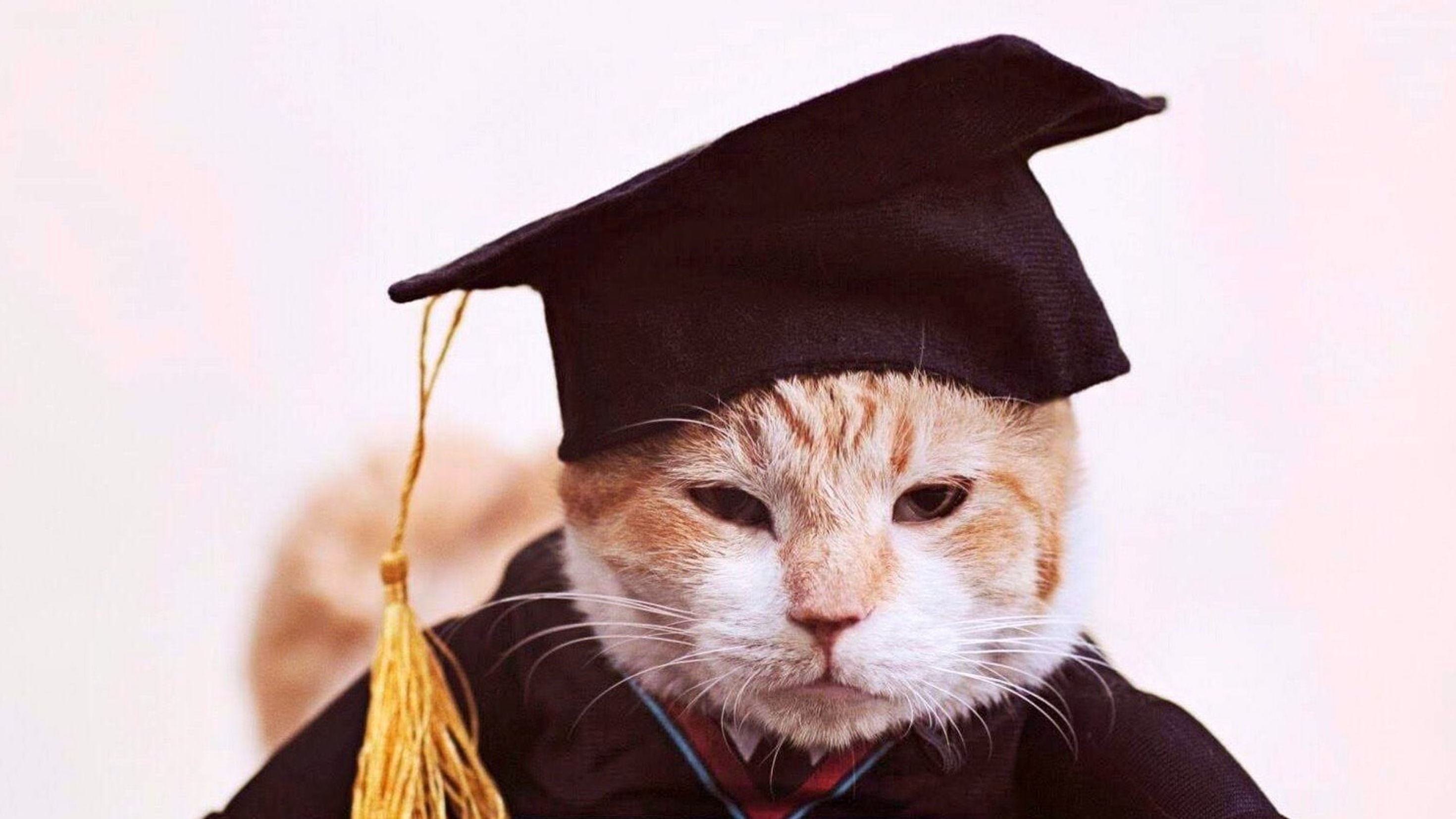 Furever in Our Hearts